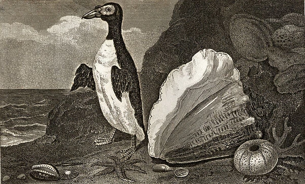 The Penguin with the conch and other shells and sponges (engraving)