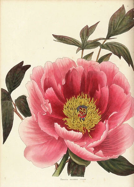 Peony, Paeonia mutton rosea. Handcoloured copperplate engraving by George Cooke from Conrad Loddiges' Botanical Cabinet, Hackney, 1825