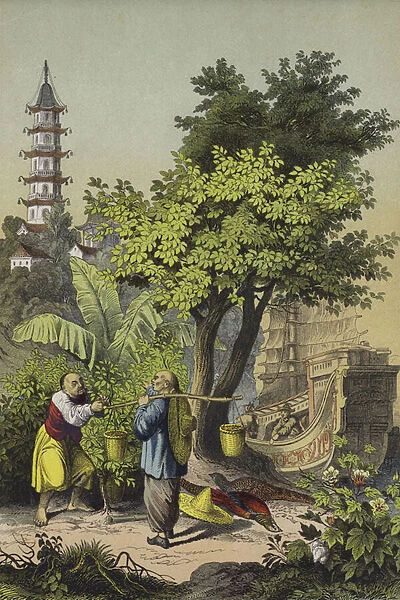 People and plants of China (colour litho)