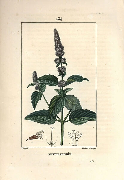 Peppermint - Peppermint, Mentha piperita. Handcoloured stipple copperplate engraving by Lambert Junior from a drawing by Pierre Jean-Francois Turpin from Chaumeton, Poiret and Chamberets 'La Flore Medicale, 'Paris