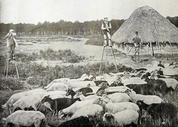 Photographic print of the typical Landals shepherds on stilts, 19th century (b / w photo)