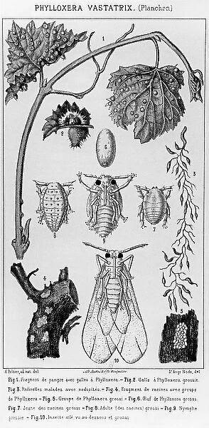 Phylloxera Vastatrix, c. 1850 (litho) (b  /  w photo)