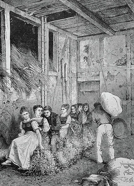 Picking hops in the hayloft of an Altmark house, Saxony-Anhalt, Germany, historical illustration circa 1893