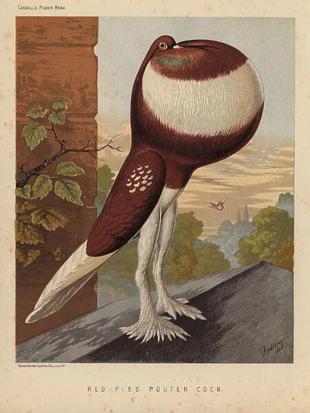 Pigeons: Red-Pied Pouter Cock (colour litho)