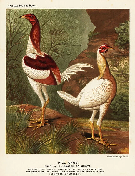 Pile game, cock and hen, 1890 (chromolithograph)