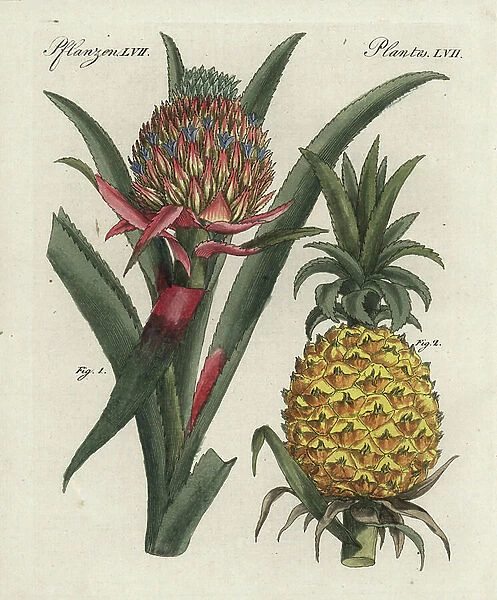 Pineapple flower 1 and fruit 2, Pineapple comosus. Handcoloured copperplate engraving from Bertuch's '' Bilderbuch fur Kinder'' (Picture Book for Children), Weimar, 1798