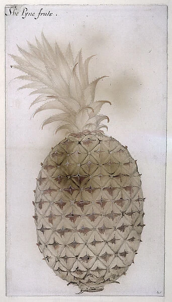 Pineapple, (pencil, w  /  c & bodycolour on paper)