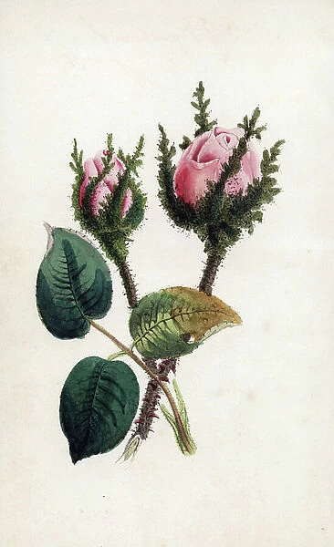 Pink moss, Rosa muscosa. Handcoloured engraving by James Andrews for John Stevens Henslow's 'Bouquet des Souvenirs, ' London, 1840. Henslow (1796 ~ 1861) was educated at Cambridge University, and returned to teach there