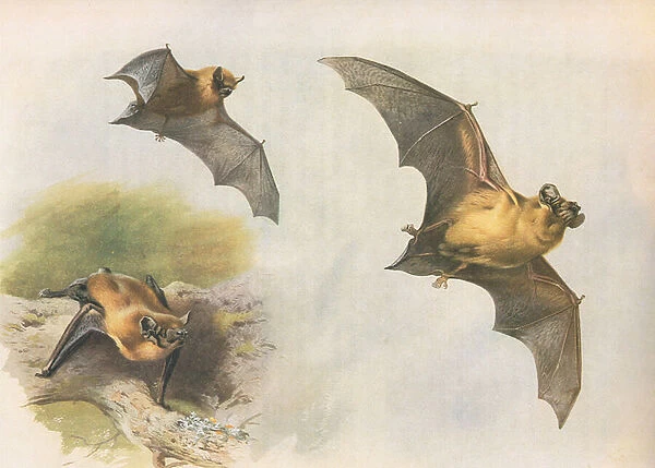 Pipistrelle or Common Bat, from Thorburns Mammals published by Longmans and Co, c