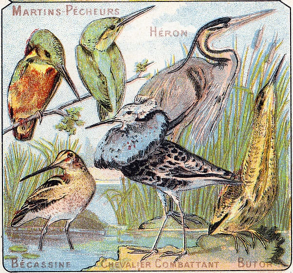 Plate 3: Kingfisher, Heron, Becassine, Knight fighting, Butor
