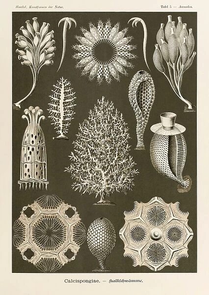 Plate 5 Ascandra Calcispongiae from Kunstformen der Natur (Art Forms in Nature) illustrated by Ernst Haeckel (1834-1919)