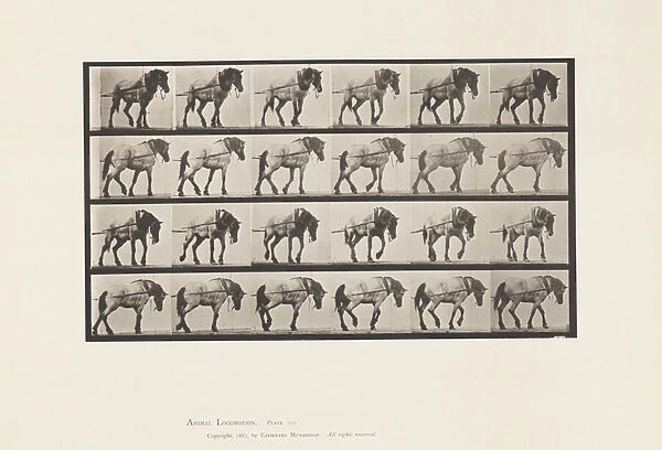 Plate 570. Hauling; Dark-Gray Belgian Horse Hansel, 1885 (collotype on paper)