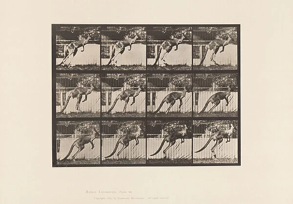 Plate 753. Kangaroo; Jumping, 1885 (collotype on paper)