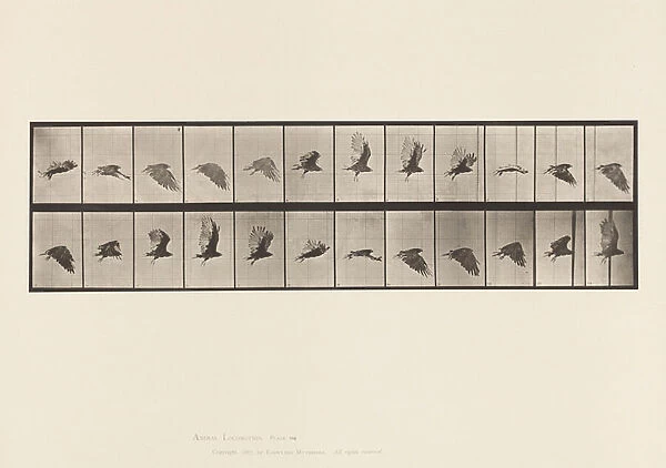 Plate 766. Vulture; Flying, 1885 (collotype on paper)
