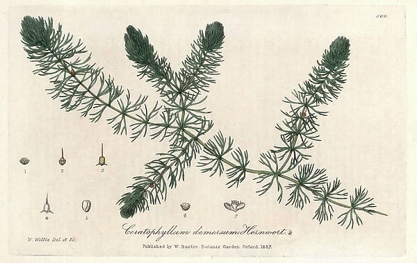 Plate of botany by Isaac Russell, engraved by Charles Matthews, taken from 'English Botanical Phenomenes' by William Baxter (1788-1871), 1837