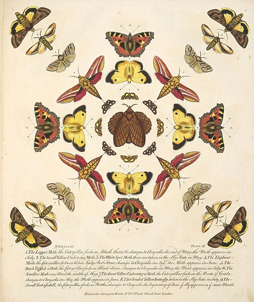 Plate IX, from A Rare Depiction of Butterflies and Moths, pub