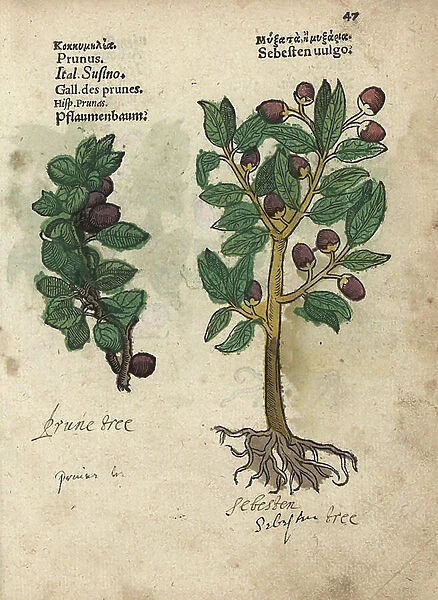 Plum tree, Prunus domestica, and siricote or sebesten, Cordia sebestena. Handcoloured woodblock engraving of a botanical illustration from Adam Lonicer's Krauterbuch, or Herbal, Frankfurt, 1557