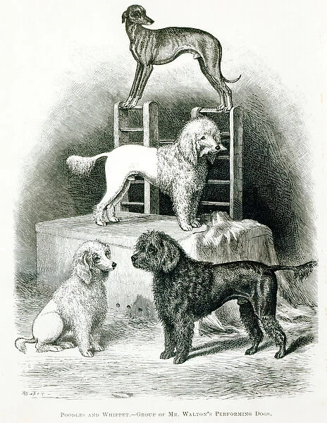 Poodles and Whippet - Group of Mr. Waltons Performing Dogs (litho) (b  /  w photo)