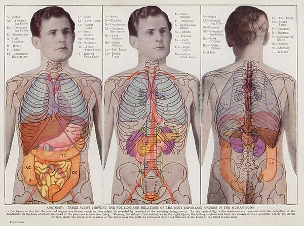 Position and relations of the most important organs in the human body (colour litho)