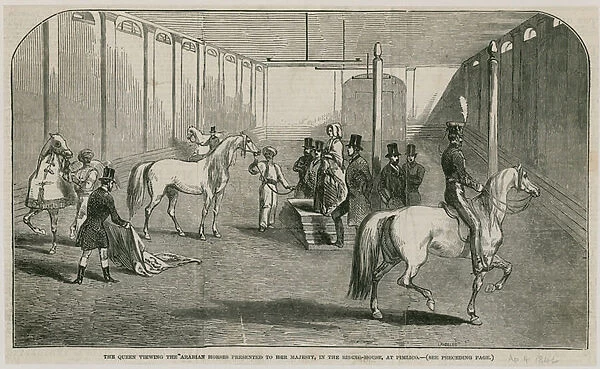 The Queen viewing the Arabian horses presented to her Majestry, in the riding house at Pimlico (engraving)
