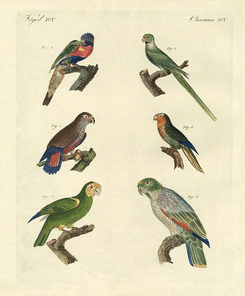 Rare parrots (coloured engraving)