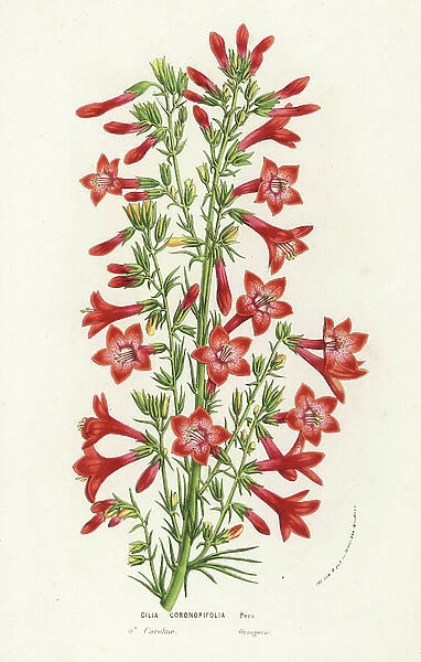 Ravenfooted gilia, Gilia coronopifolia. Carolina, America. Handcoloured lithograph from Louis van Houtte and Charles Lemaire's Flowers of the Gardens and Hothouses of Europe, Flore des Serres et des Jardins de l'Europe, Ghent, Belgium, 1856