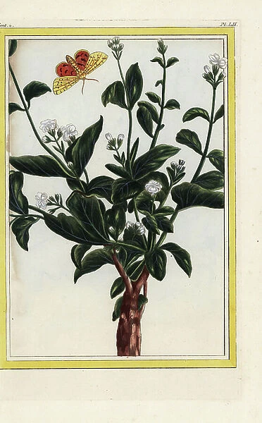 The real Jasmine of Arabia. Arabian jasmine, Jasminum sambac. Handcoloured etching from Pierre Joseph Buchoz 'Precious and illuminated collection of the most beautiful and curious flowers, grown both in the gardens of China and in those of Europe