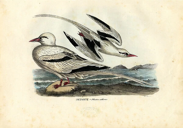 Red-Billed Tropicbird, 1863-79 (colour litho)