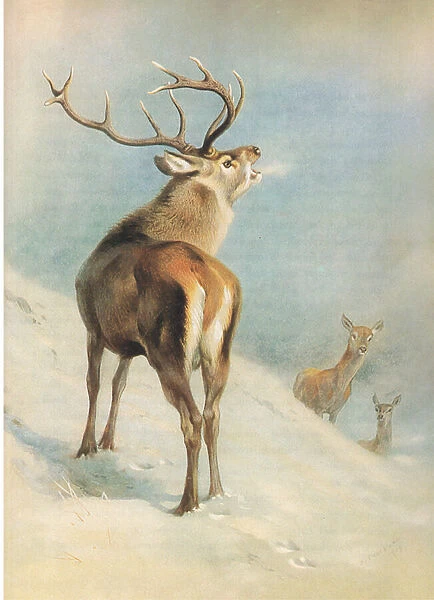 Red Deer, from Thorburns Mammals published by Longmans and Co, c