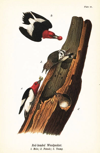 Red-headed woodpecker, Melanerpes erythrocephalus, male 1, female 2, young 3