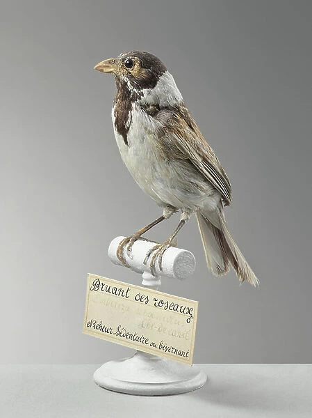 Reed Sparrow (Emberiza schoeniclus) - common reed bunting - Museum d'histoire naturelle de Marseille