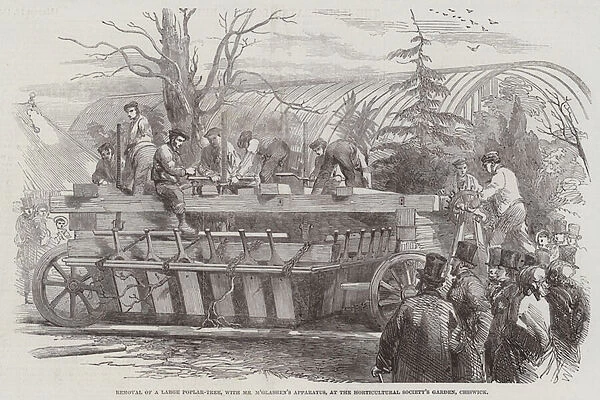 Removal of a Large Poplar-Tree, with Mr M Glashens Apparatus, at the Horticultural Societys Garden, Chiswick (engraving)