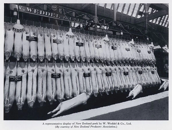 A representative display of New Zealand pork by W Weddel and Co, Ltd (b  /  w photo)
