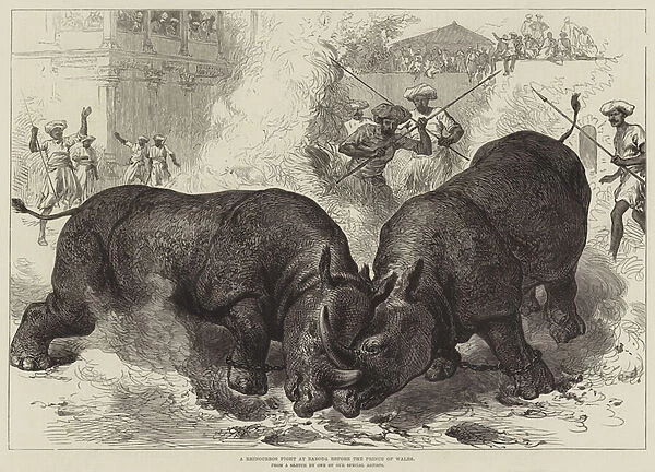 A Rhinoceros Fight at Baroda before the Prince of Wales (engraving)