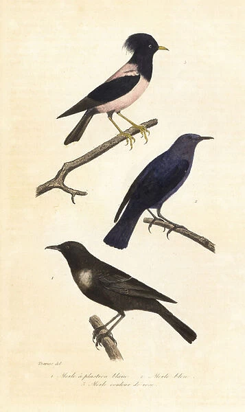 Ring ouzel, blue rock thrush and rosy starling. 1839 (engraving)