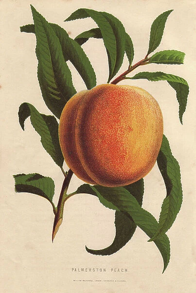 Ripe fruit and leaves of the Palmerston peach, Prunus persica