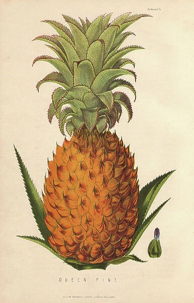 Ripe fruit and leaves of the Queen Pine, Ananas sativus