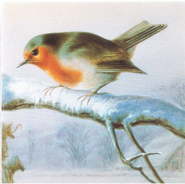 Robin, Colour christmas card (colour litho)
