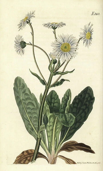 Robinos plantain, Erigeron pulchellus (Plantain-leaved erigeron, Erigeron bellidifolium)
