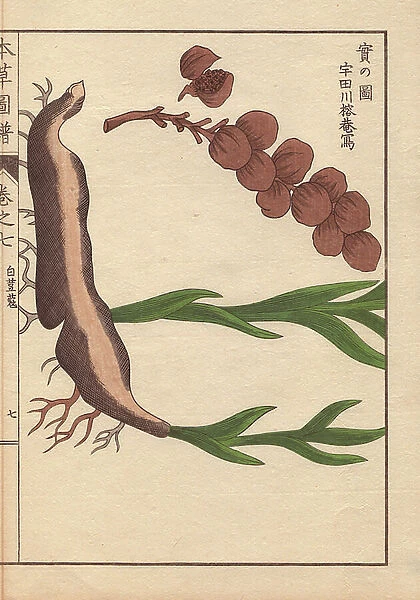 Root and seeds of cardamom, Elettaria cardamomum Maton. (Byakuzuku)