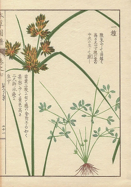 Roots, reeds and flowers of poorland flatsedge, Cyperus compressus L