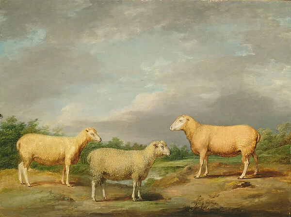 Ryelands Sheep, the Kings Ram, the Kings Ewe and Lord Somervilles Wether, c