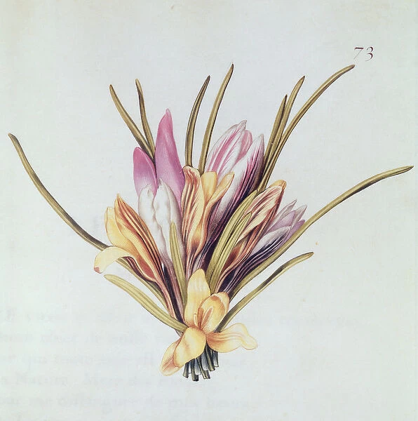 Saffron or Crocus, from La Guirlande de Julie, c. 1642 (w  /  c on vellum)