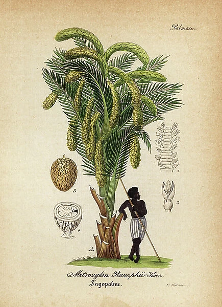 Sago palm, Metroxylon sagu (Metroxylon rumphii). Handcoloured copperplate engraving from Dr. Willibald Artus Hand-Atlas sammtlicher mediinisch-pharmaceutischer Gewachse, (Handbook of all medical-pharmaceutical plants), Jena, 1876