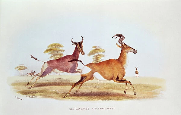 The Sassaybe and the Hartebeest, illustration from Wild Sports of South Africa, by W