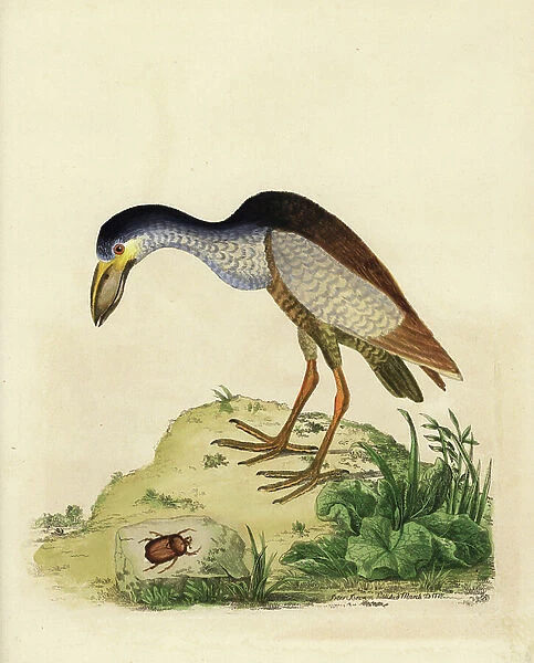 Savacou huppe et scarabee - Boat-billed heron, Cochlearius cochlearius, and Trox sabulosus beetle. (Boatbill, Cancroma cochlearia, and beetle, Scarabaeus femoratus.) From a specimen in the possession of Thomas Pennant