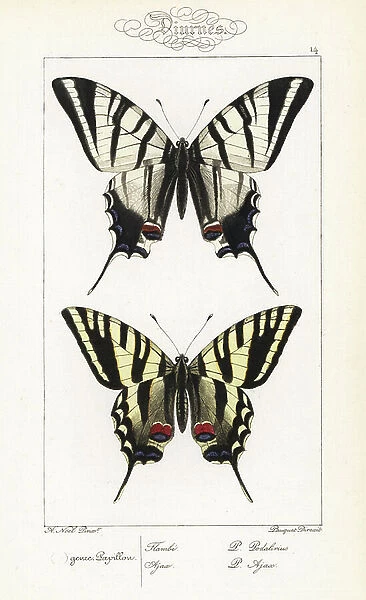Scarce swallowtail, Iphiclides podalirius, and unknown swallowtail. (Eastern tiger swallowtail, Papilio glaucus?) Handcoloured steel engraving by the Pauquet brothers after an illustration by Alexis Nicolas Noel from Hippolyte Lucas' Natural History