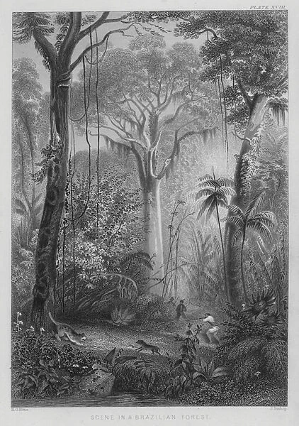 Scene in a Brazilian Forest (coloured engraving)