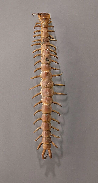 Scolopandra gigante (Scolopendre giante - Peruvian giant yellow-leg centipede or Amazonian giant centipede), Museum d'histoire naturelle de Marseille