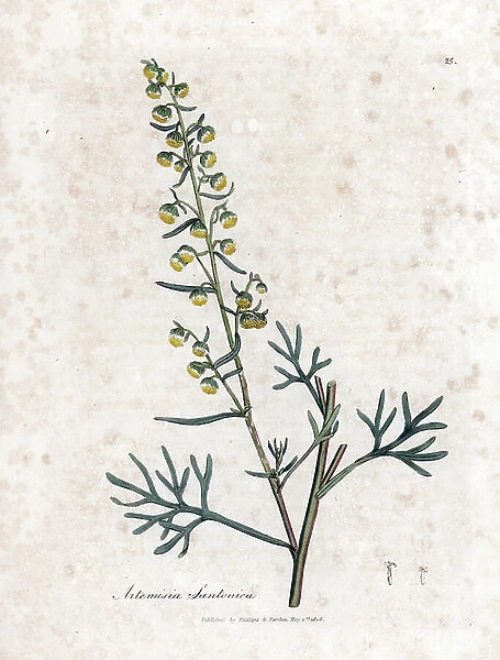 Semen contra or semencine or sagebrush of Judee - Santonica, Artemisia cina. Handcoloured copperplate engraving from a botanical illustration by James Sowerby from William Woodville and Sir William Jackson Hooker's ' Medical Botany
